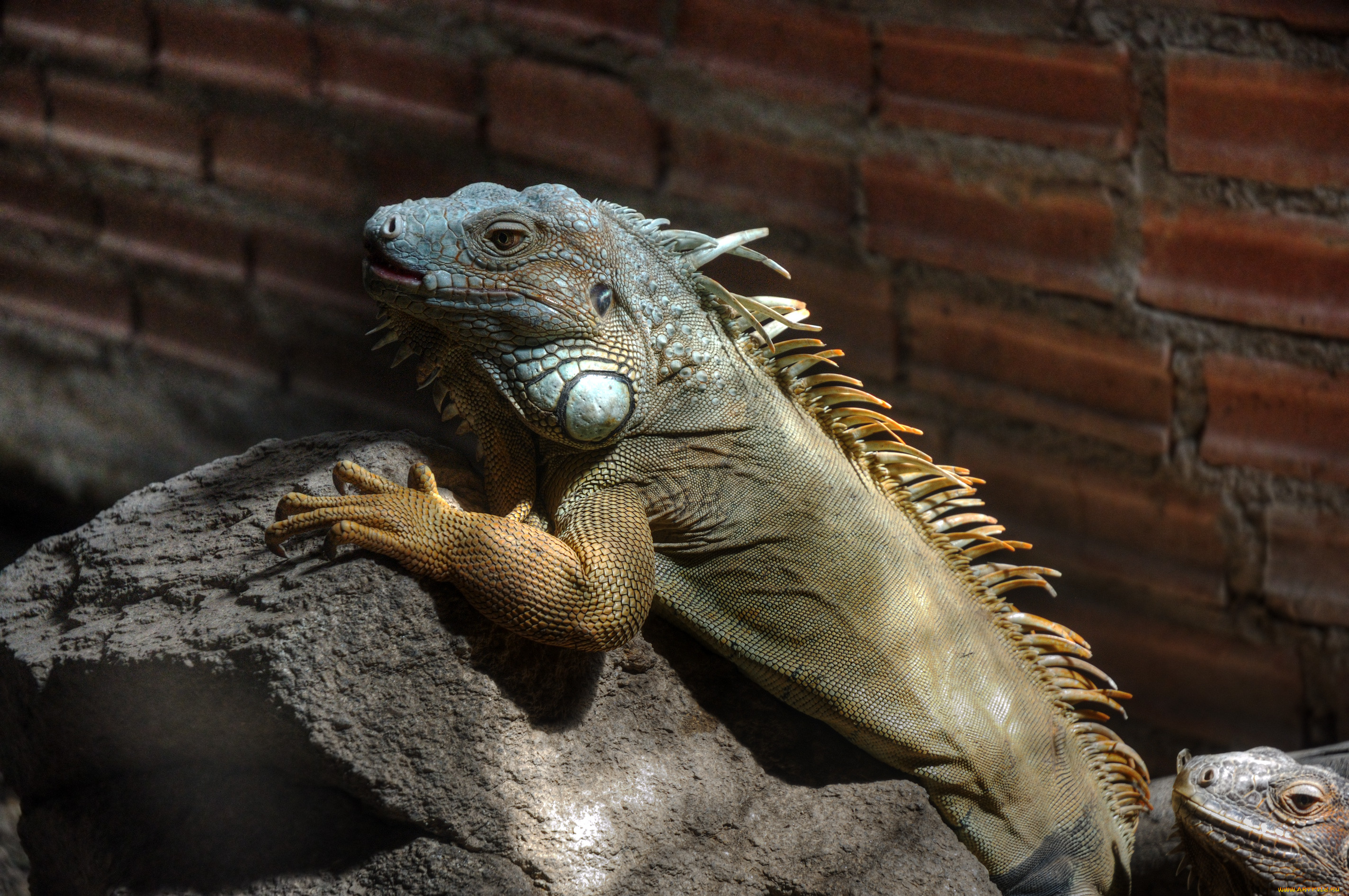 , , , , iguana
